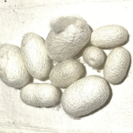 Bivoltine Hybrid Cocoons