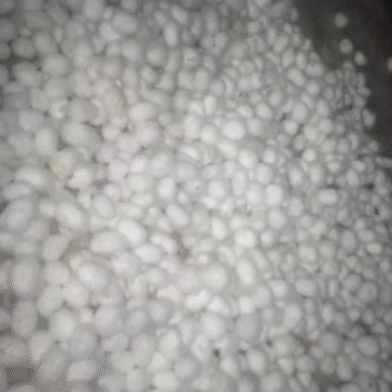 Multivoltine Seed Cocoons